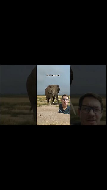 Elephants in musth let it all out