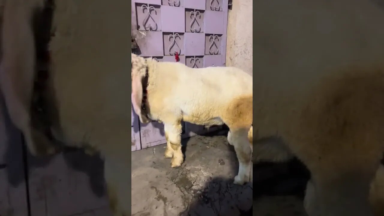 Bakra Eid - Bakra Eid special - #bakramandi #viral #eid #bakraeid2023