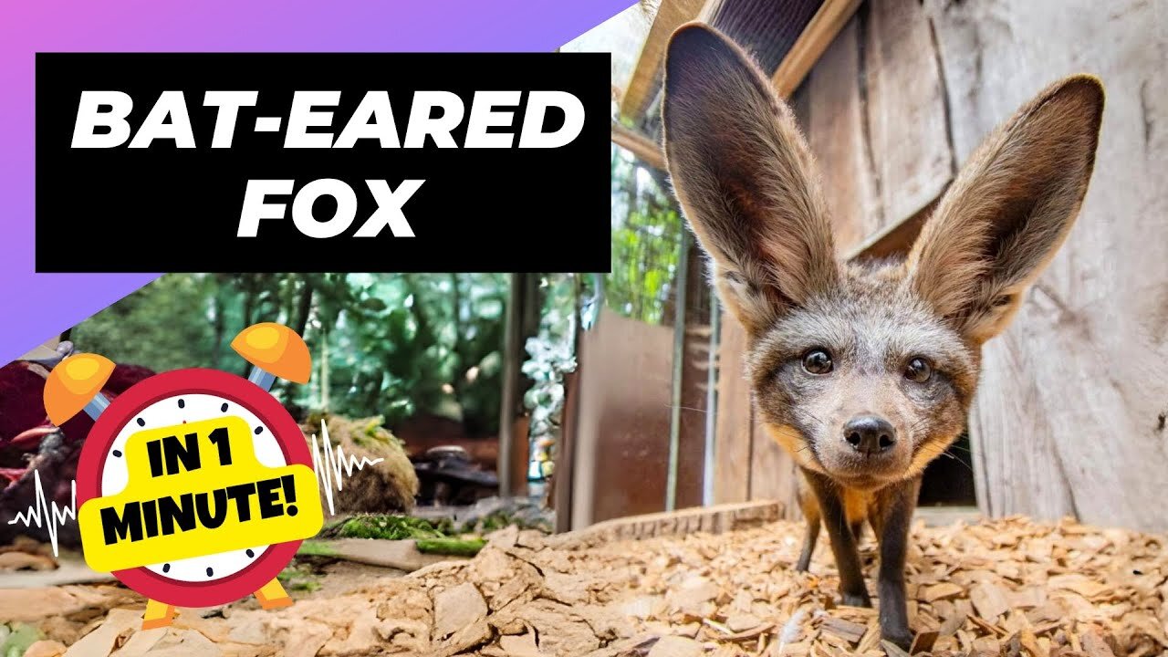 Bat-eared Fox - In 1 Minute! 🦊 Adorable Ears, Deadly Skills!"