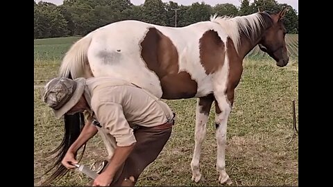 Oakley - learning to stand unrestrained for hoof trimming - 25 June 2024
