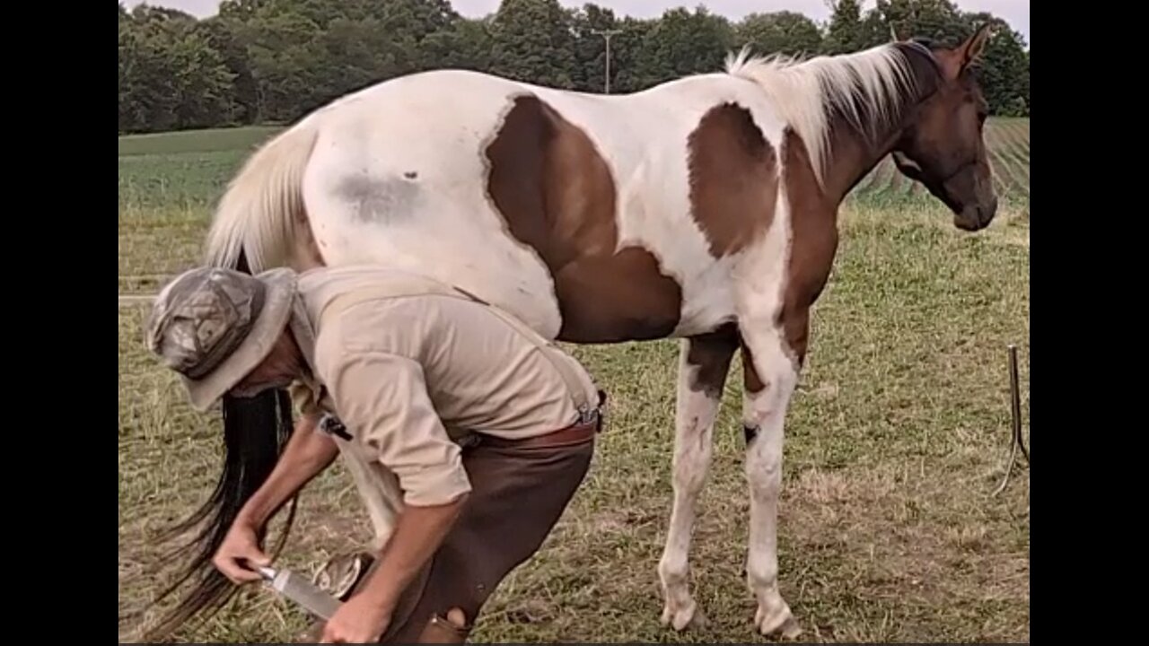Oakley - learning to stand unrestrained for hoof trimming - 25 June 2024