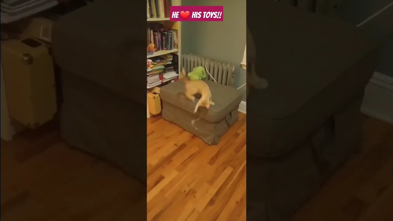 Cute funny kitten & supper fast #pet #cat #kittenlife #kittenadventures #kitten #cats #catsofyoutube