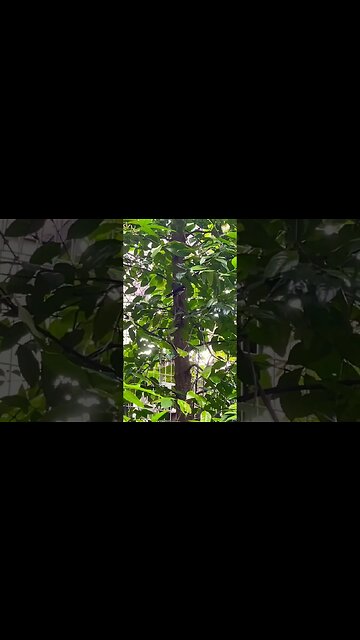 Spot that little birdie hiding!! 👀😗🫣😍❤️