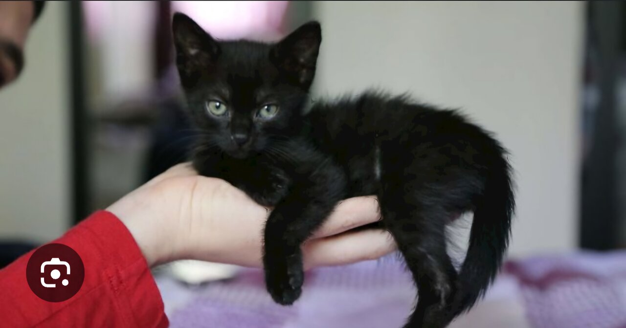 Cute Black Kitten Playing with Owner!!!!