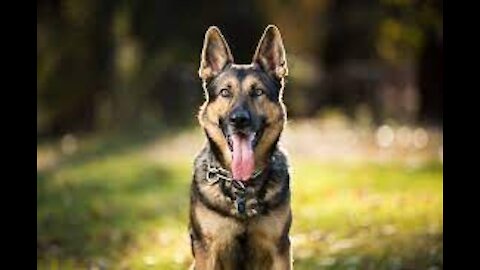 Guard Dog Training Step by Step!-2017-2021-Must Watch