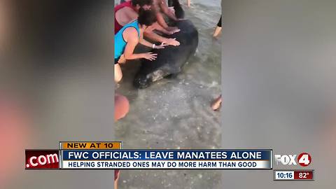 FWC: Manatee rescue more harm than good