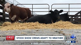 Stock show crews adapt to weather