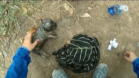 Koiranpentu saadaan elvytettyä sen melkein hukuttua!