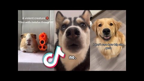 CUTEST Animals from TIKTOK that will MAKE YOUR DAY...