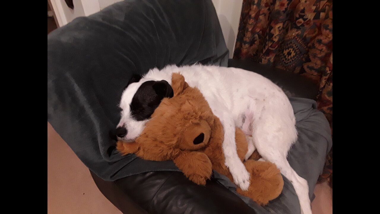 Jazz gets a new teddy