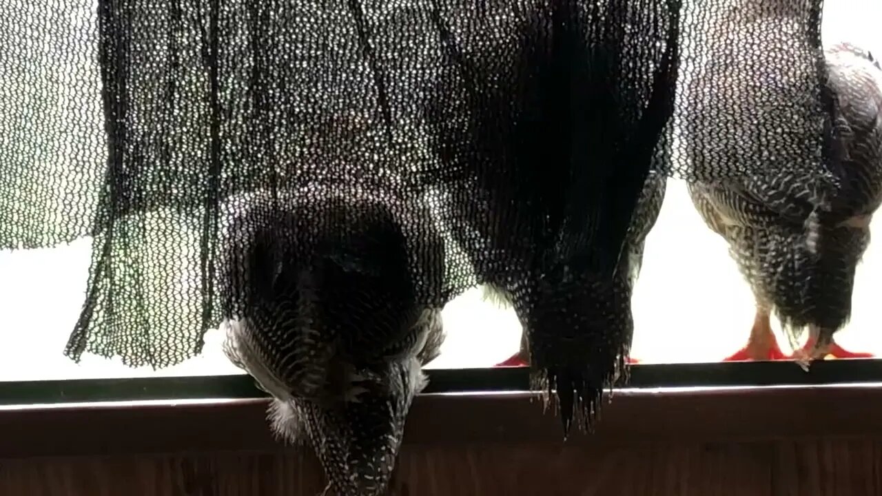 Guinea fowl perched on my window sill - watch Jerry's head popping up