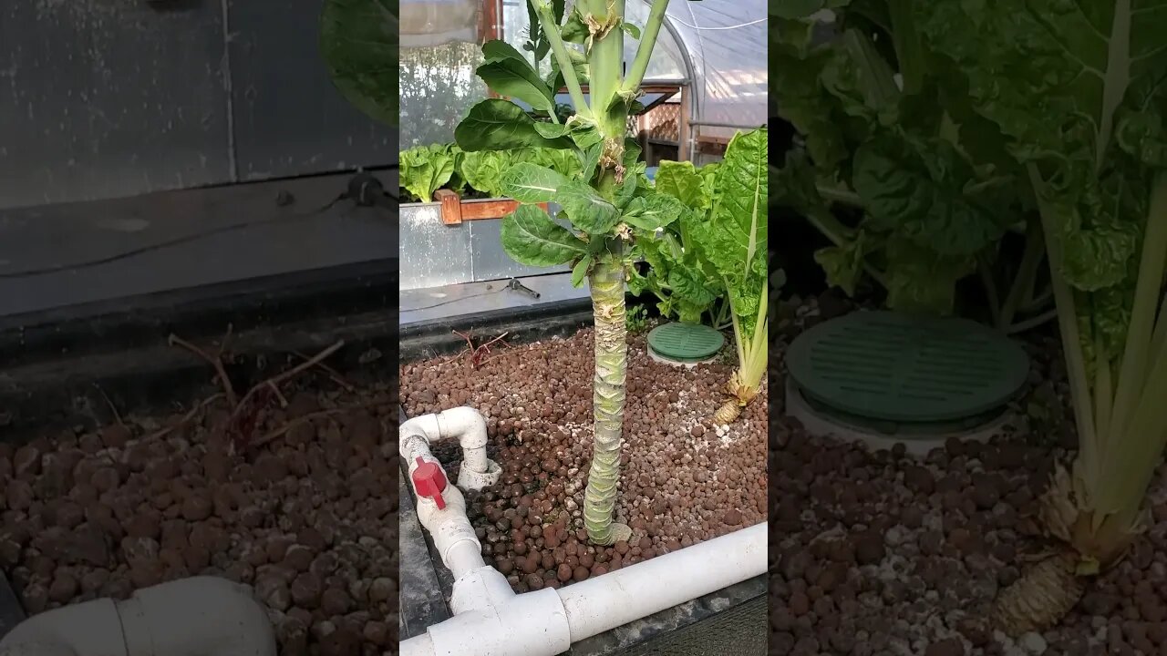 Collard green plant in aquaponics system #aquaponics #shorts