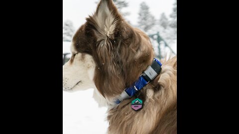 Smart dogs are cute and funny | This dog has a terrific IQ😎😎😎