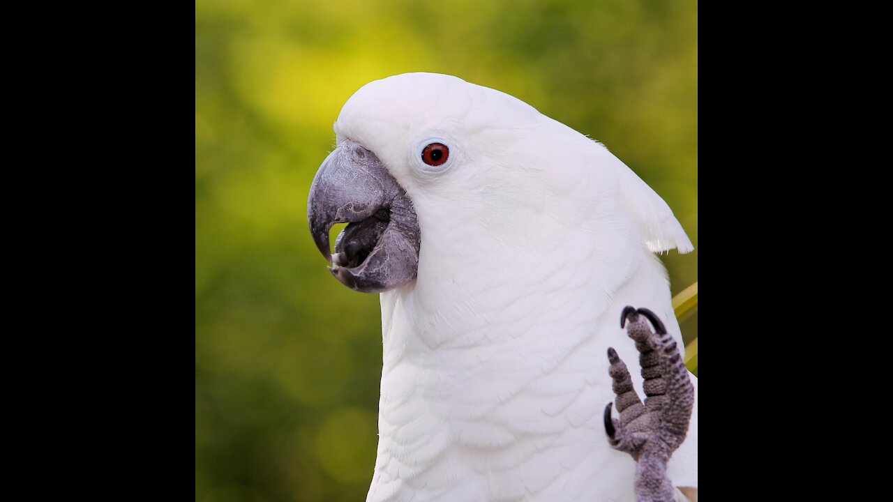 Cockatoo sitting wings out