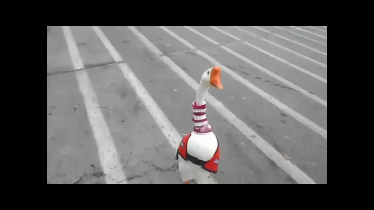 Pet goose George, shops at Walmart