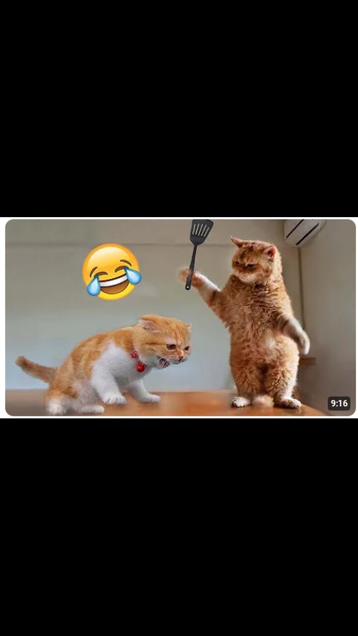 Best Funny Animal Videos Of The Year 2024 Funniest Animals Ever Best Funny Animal Videos Of The Year 2024 Funniest Animals Ever