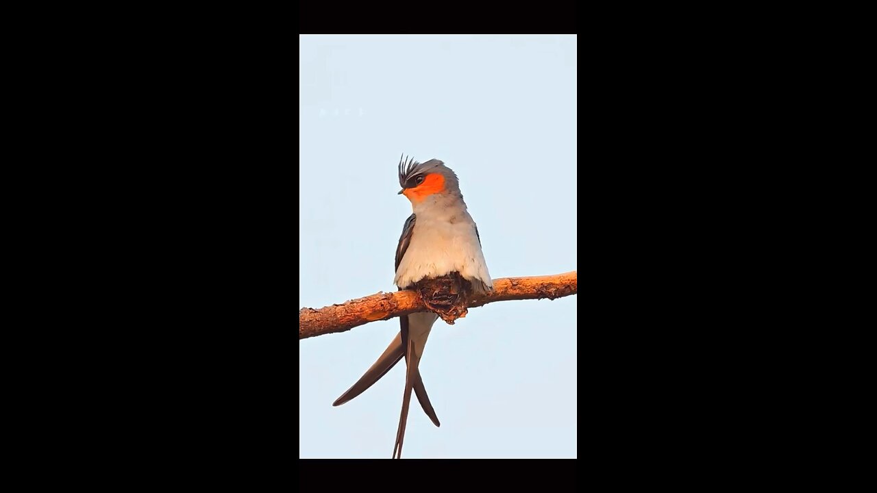 The bird's nest is very small #parrotlife #birdrescue #trending #birdslove