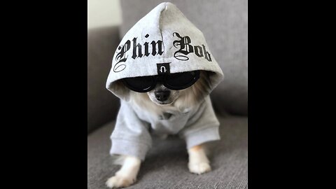 Dog 4th one incredible Gangster HD