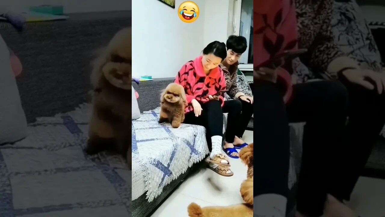 Dog 🤣🤣🤣🤣 #petvideos #cute #videos