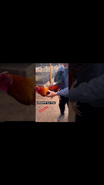 YLH STAG 👀 #gamefowlbreeder #rooster #chicken #coppersulphate