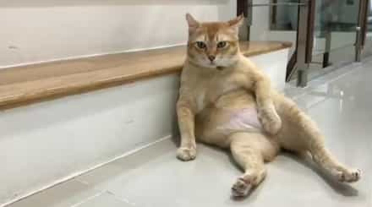 This lazy cat lies around in a weird position