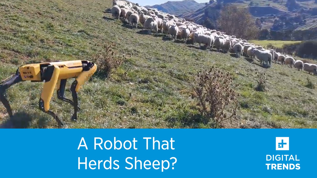 Will Boston Dynamics’ Spot robot steal work from New Zealand sheepdogs?