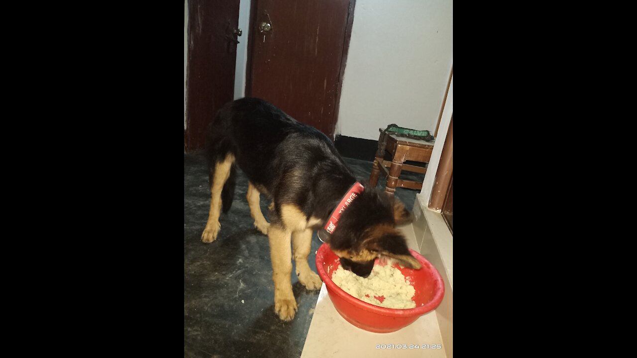 5 month German shepherd puppy