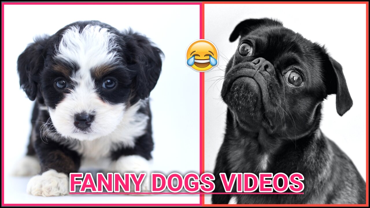 How to Dog new funny videos 2022 || 🐕 Dog trending videos 2022 || funny Dogs videos