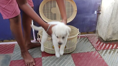 We brought Lab Puppy | First day at Home | PUPPY