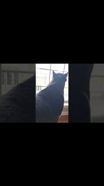 Cane Corso Guarding Against UPS #shorts #guarddog