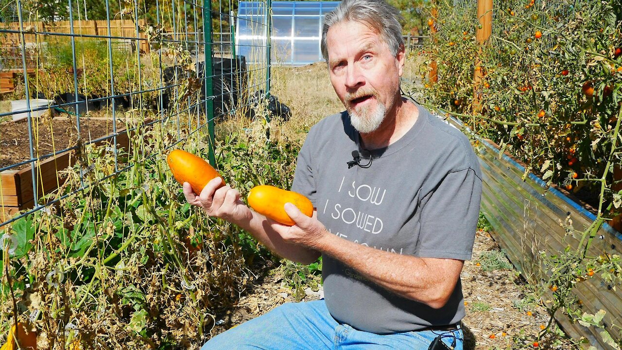 How to Save Cucumber Seeds