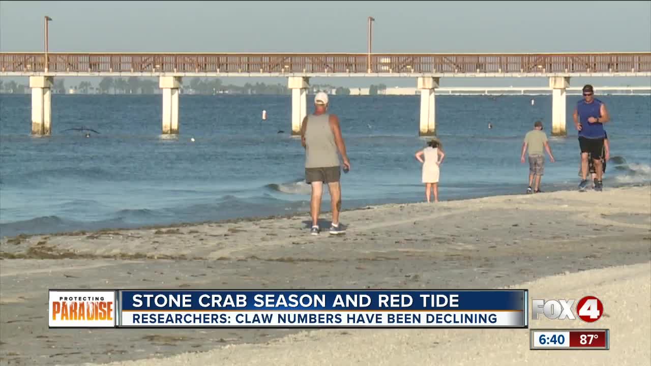 Stone Crab season and red tide