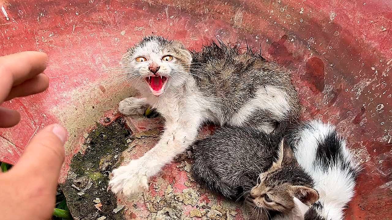 I suddenly found a nest of kittens in the field it is very aggressive, and I adopted them