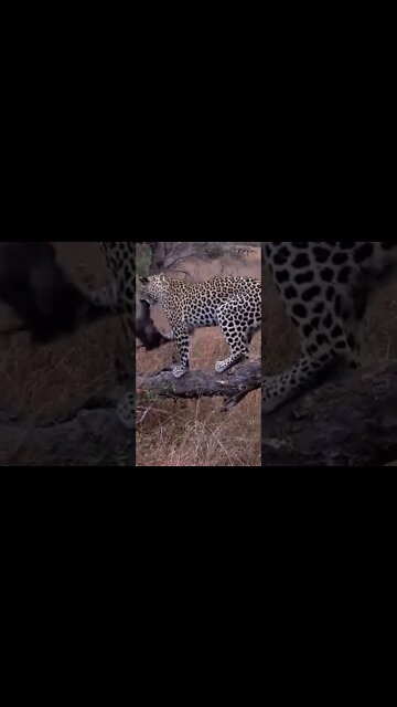 Leopard Plays With Guineafowl #shorts