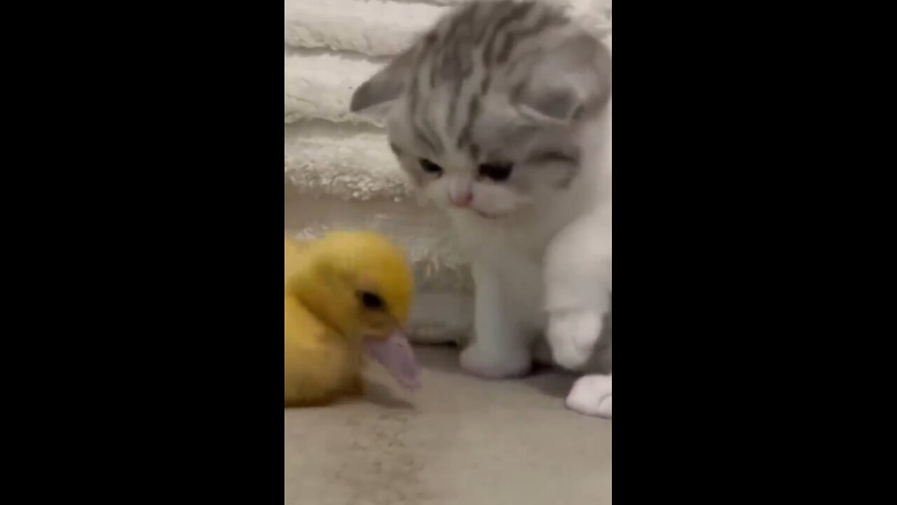 Funny Animals, Cutes Compilation #1