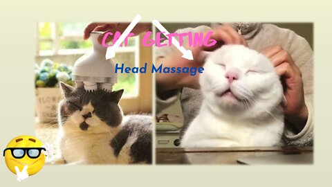 Cat getting head massage