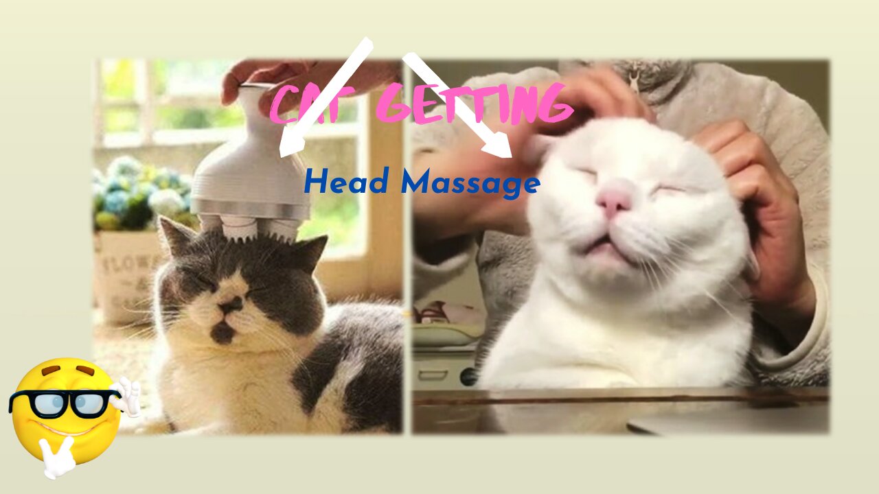 Cat getting head massage