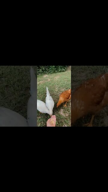 Good Morning Girls 😊