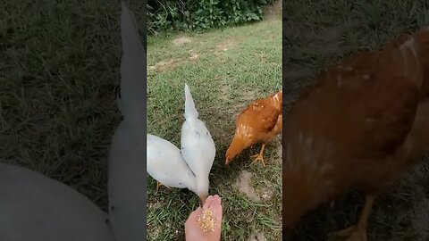 Good Morning Girls 😊