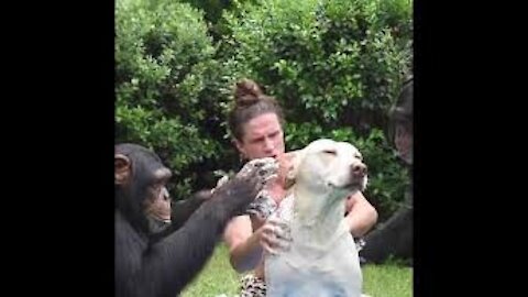 Monkeys washing the dog funny videos