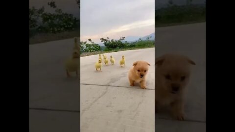 Who will win the race #shorts #dog #tiktok #cute