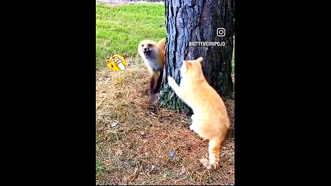 Animal funny videos