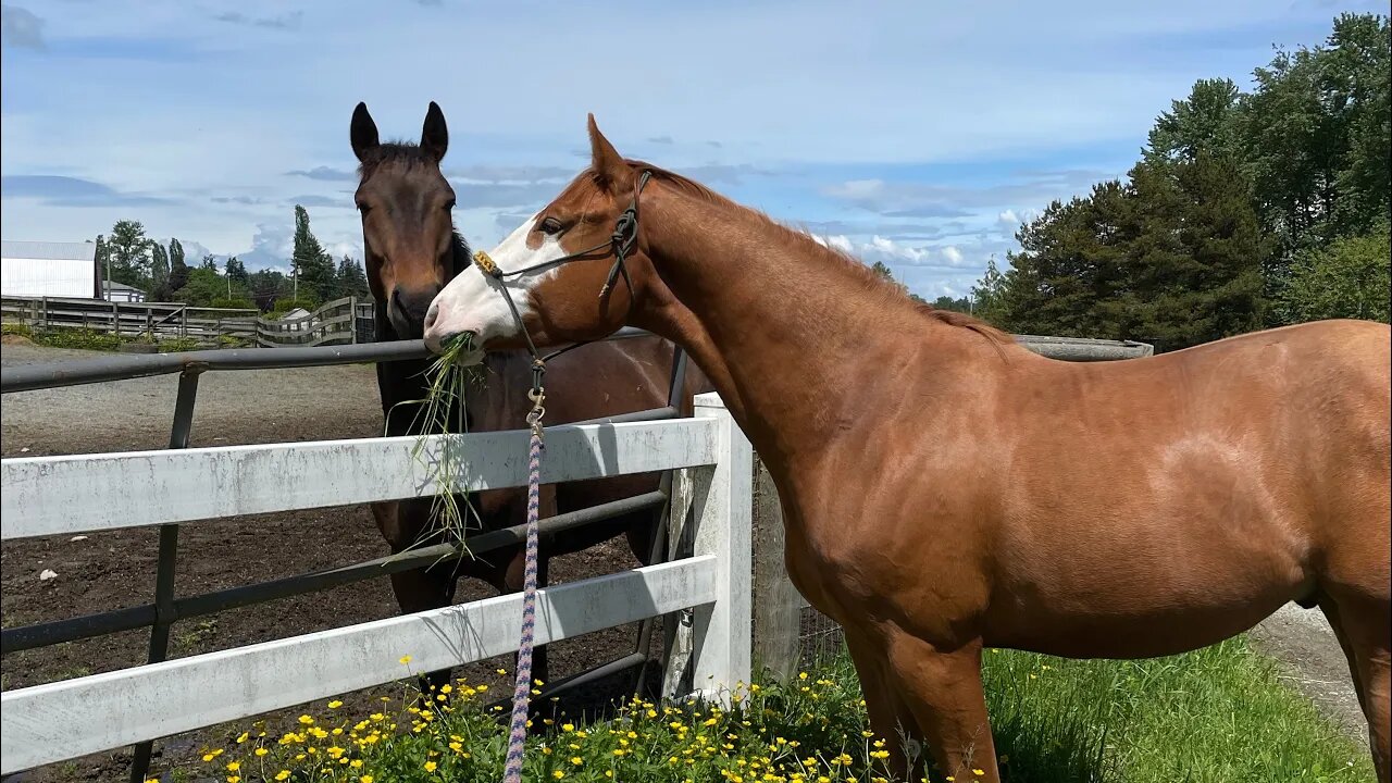 What I Feed My Horses for Weight Gain, Weight Loss & Maintenance