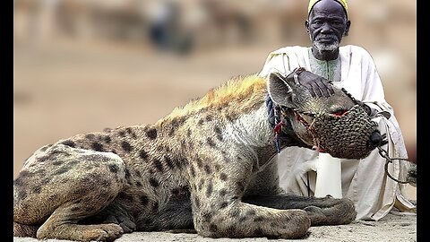 Avian Warriors: 20 Fearless Birds Defying Giants | Unveiling 10 Unique Exotic Pets | Animal Vised