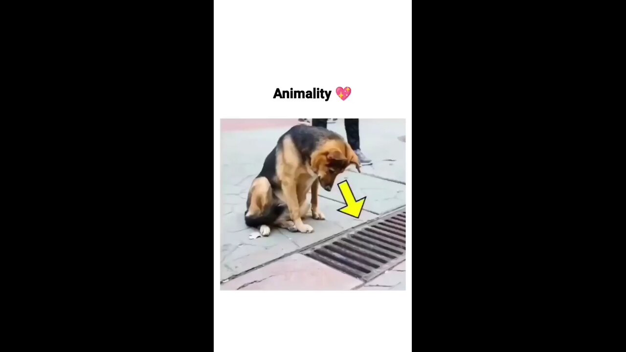 Animal helping 🐕🐕