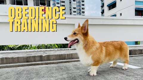 Shinji The Corgi- Obedience Training