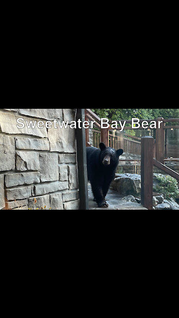 Sweetwater Bay Bear