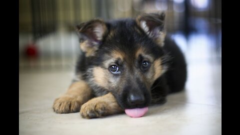 I want to squeeze him all day 😍😍- Super cute lion Shepard puppy