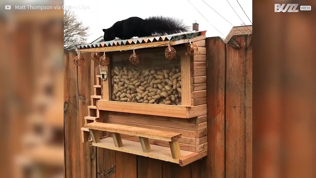 Homem construiu bar para esquilos!