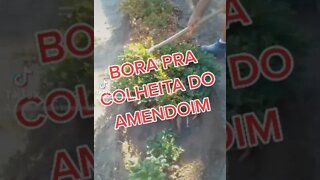 BORA PRA COLHEITA DO AMENDOIM